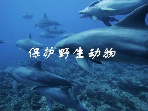 保护野生动物文章