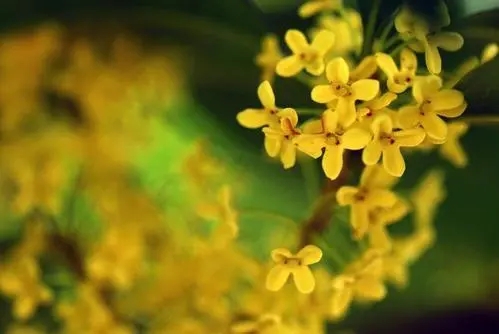 描写桂花的优美段落