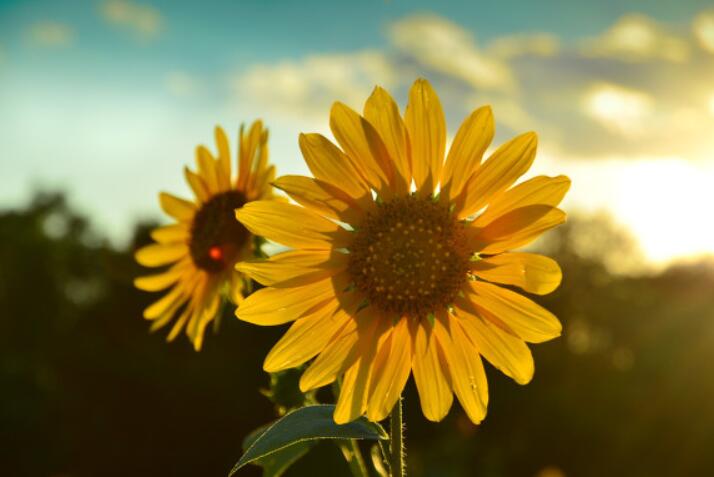 得到客户的肯定的句子文案