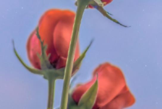 花店适合发朋友圈的句子文案