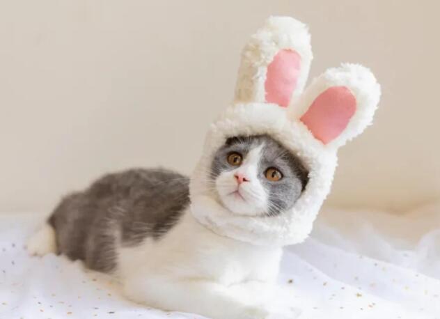 描写小动物的外形特点