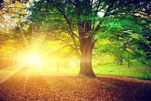 描写清晨阳光的句子文案