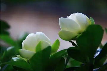 形容人干净纯粹的句子文案