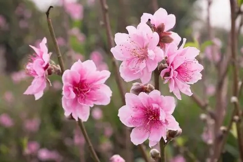 关于桃花的唯美句子文案