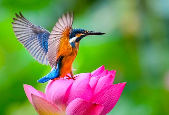 写出含鸟字的两句连续的诗句文案