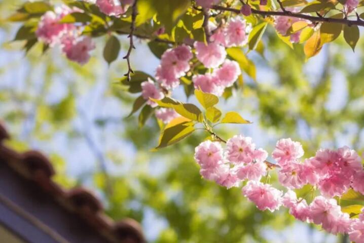 最美的爱情诗句文案