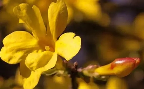 赞美花花草草的诗句子文案