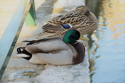 成熟爱情语录文案