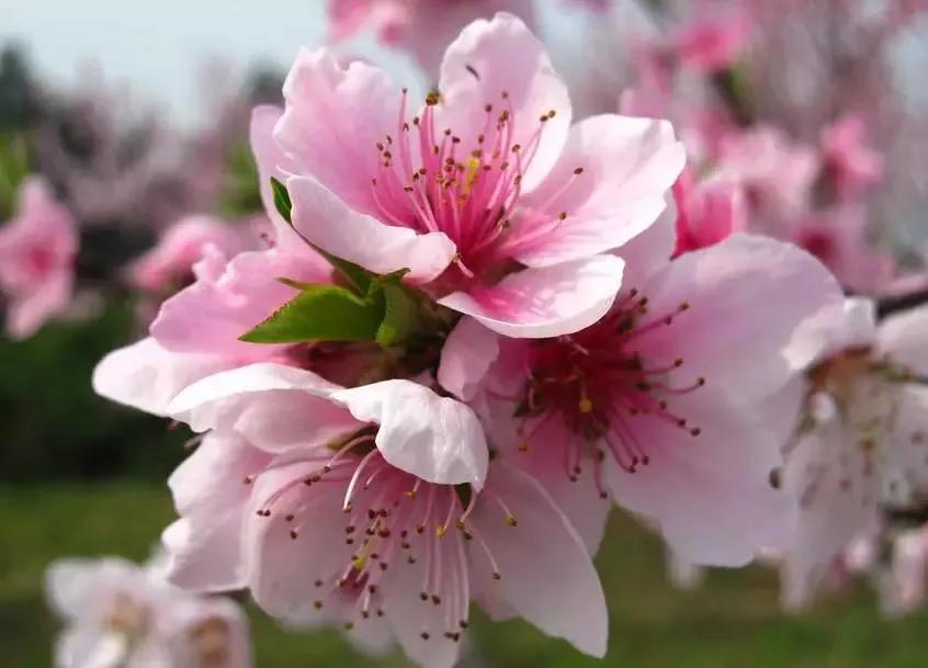 表达花落惋惜的句子文案