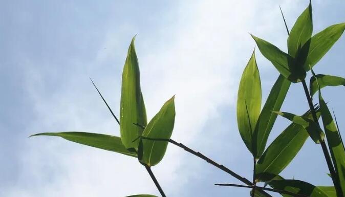 描写花草树木的优美句子文案