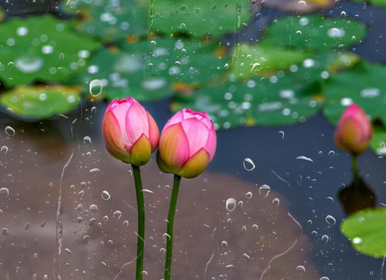 下雨了想你的情话文案