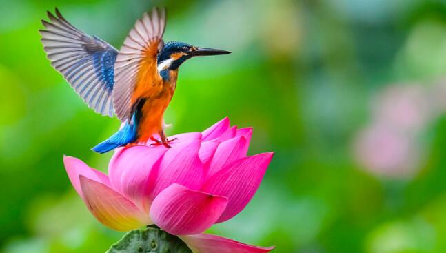 关于鸟的诗句文案