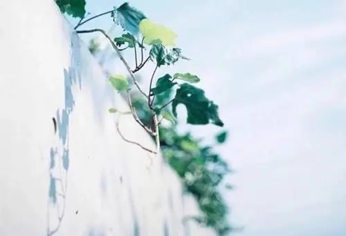 朋友圈干净简单的短句