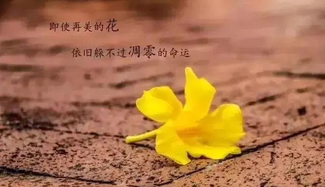 不勉强别人最佳句子文案