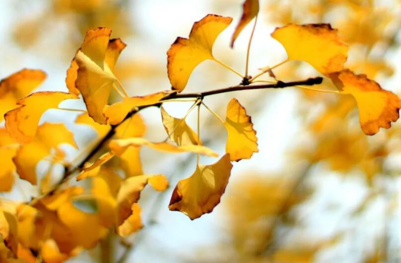 关于入秋的唯美诗句文案