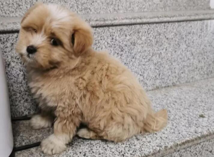 有些人不如狗的说说文案