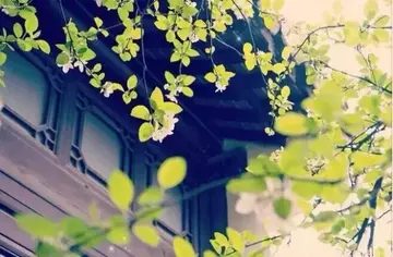 心如死灰绝望的诗句文案