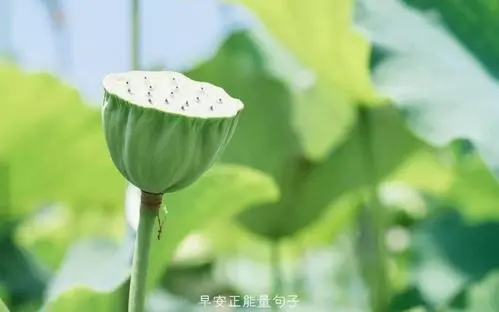 凡事不要太计较的句子文案