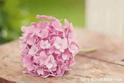 周末早安最简单一句话