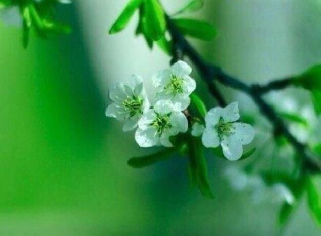 古风文案留言金句