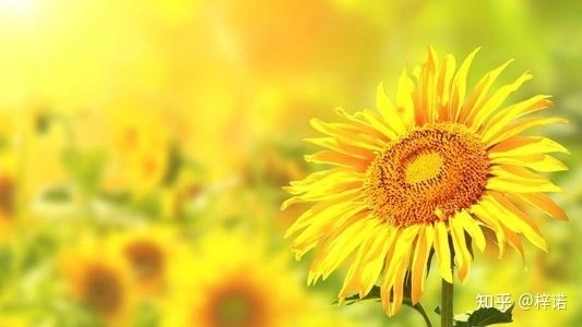 向往生活的句子文案正能量