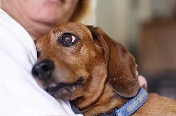 人与狗的感情深的句子文案