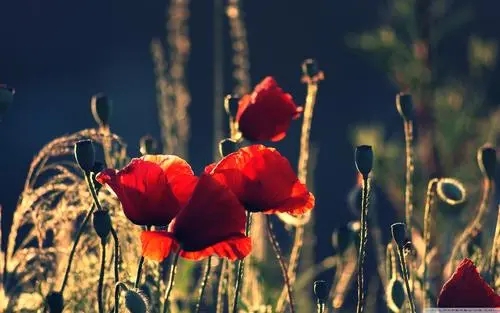 6字逗比搞笑短句