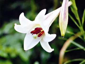 百合花比喻人生的句子文案