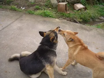 反骂狗眼看人低的句子文案