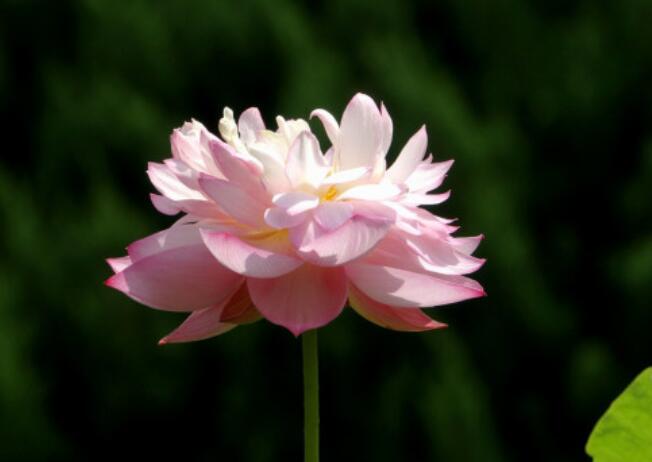 名人哲理经典语录文案