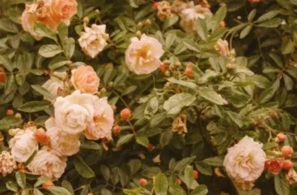 非常治愈的英语句子文案