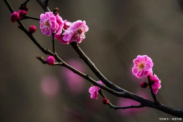 一身傲骨不认输的句子文案