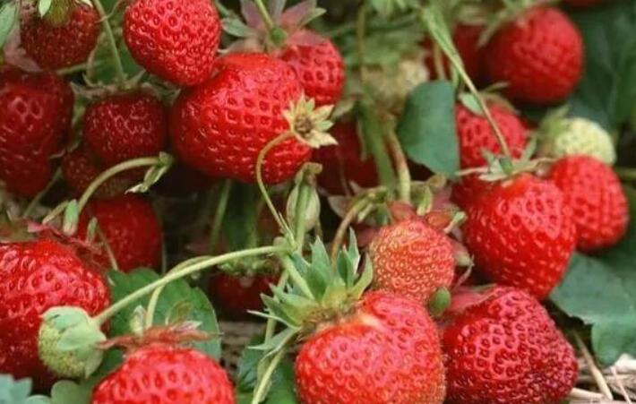 描写草莓的优美句子文案