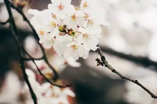 三月踏青赏花的诗句文案