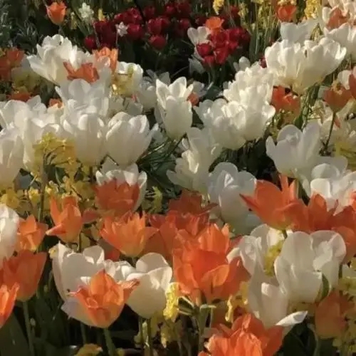 仙气可爱的句子文案