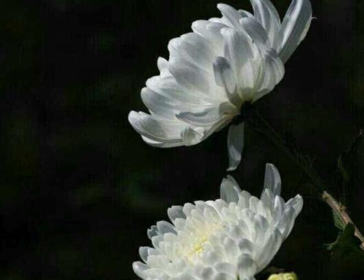 缅怀亲人寄托哀思的话