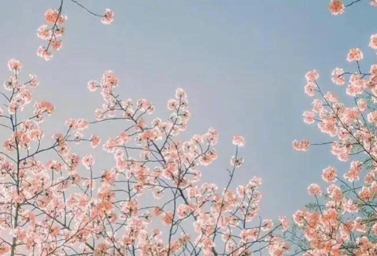 新的一天早安一句话