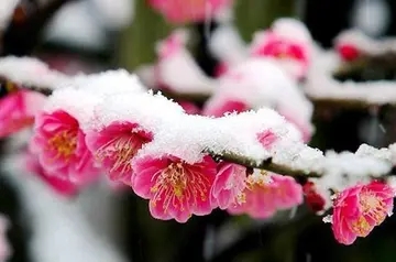 梅花的心情说说文案