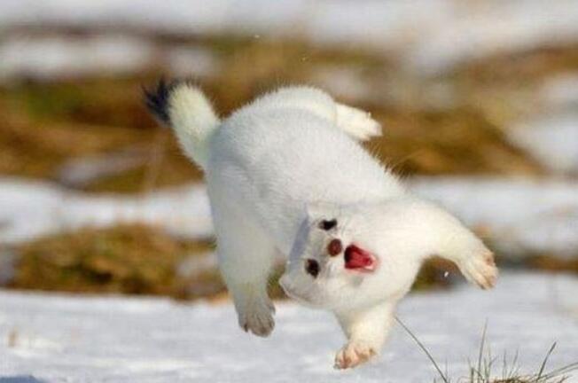 形容滚的句子文案