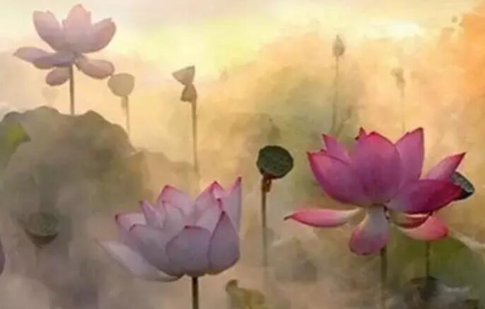 佛经关于莲花的句子文案