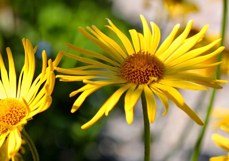 感恩相遇感谢有你句子文案