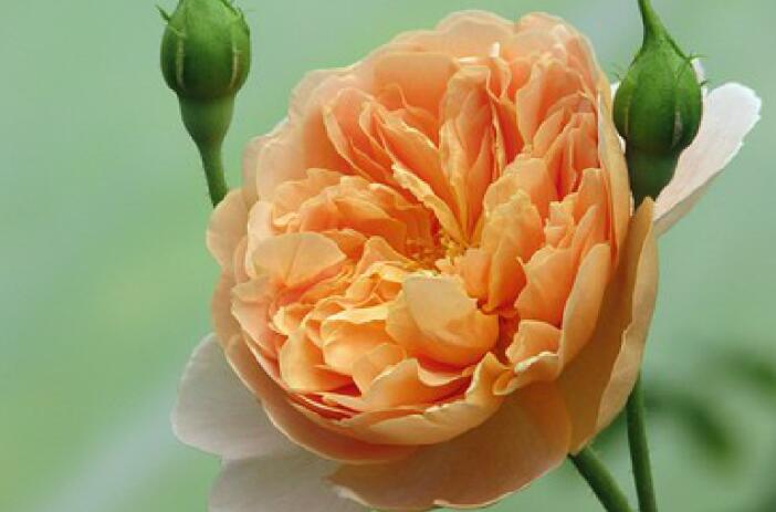 大自然净化心灵的句子文案