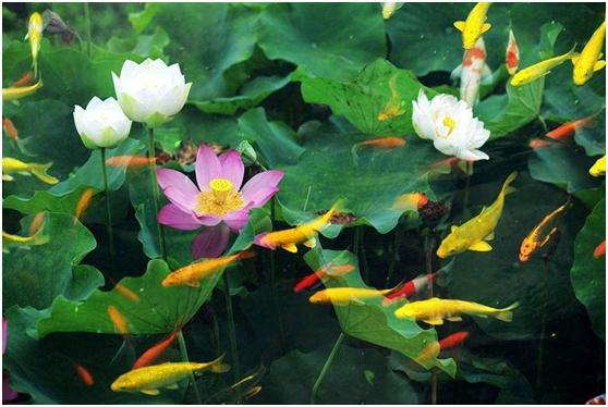 描写鱼儿水中游的诗句文案