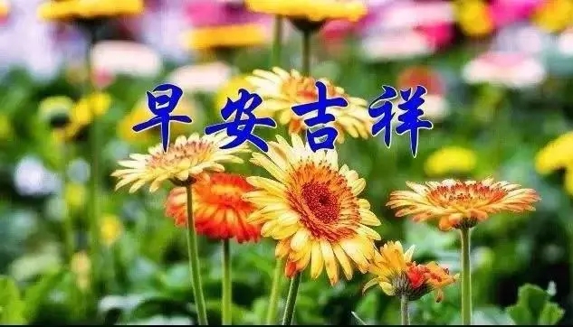 问候早安的优美句子文案