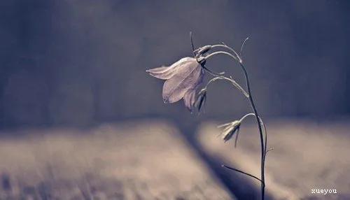 优美句子文案网站