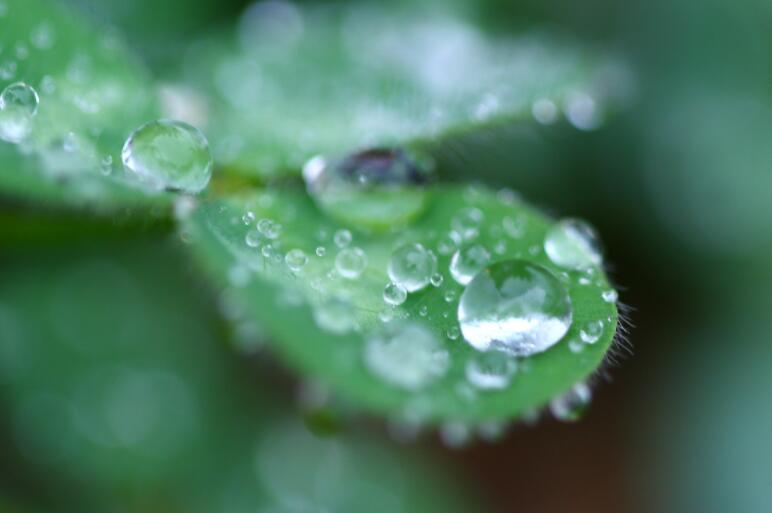 春季雨天的祝福语