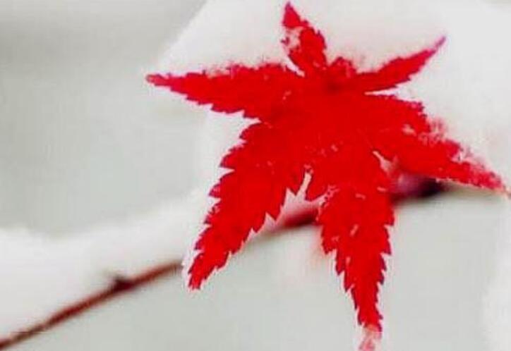 别高估自己的经典句子文案