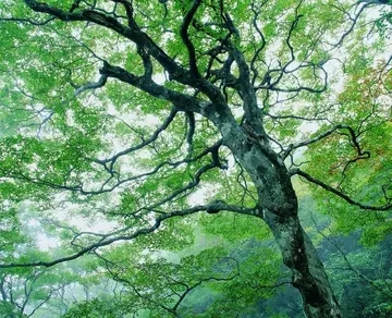 夏季的诗句文案赞美风景