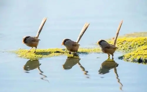 关于鸟的幽默说说文案