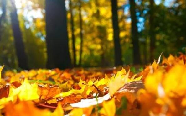 担当经典语录文案